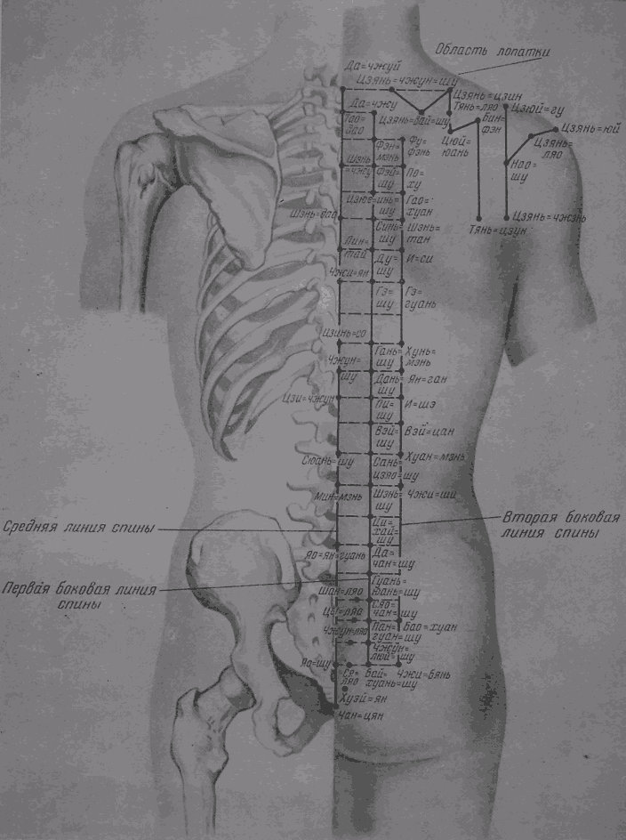 Анатомические области спины